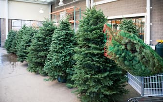 Christmas trees for sale.