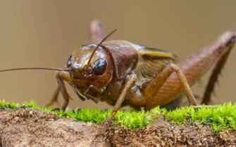 Close up House cricket (Acheta domestica) in tropical forest