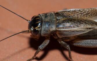 Close-up of a house cricket Acheta domesticus.