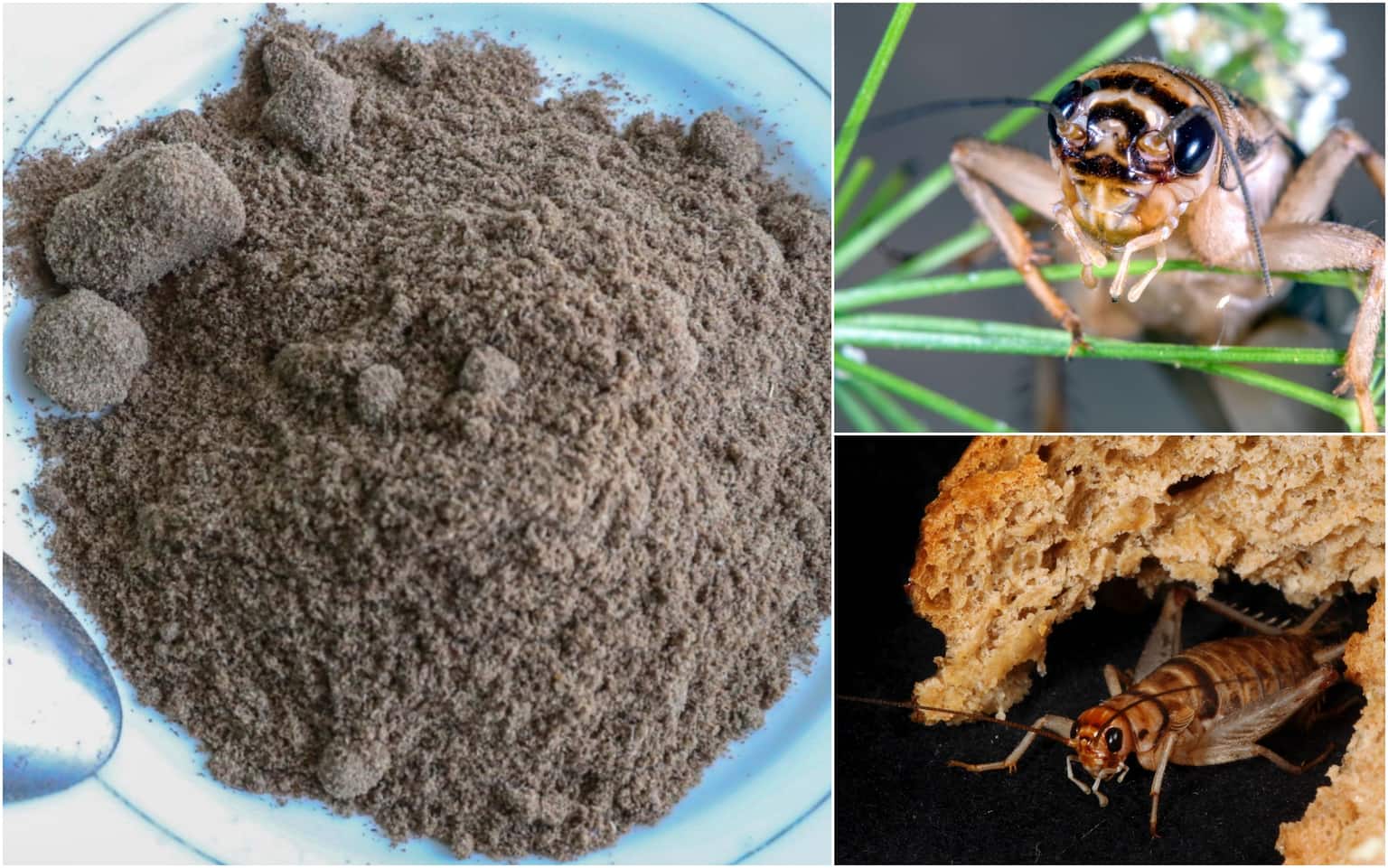 2 Set Grillo Di Ancoraggio Ottone Puro Tipo U Portachiavi Gancio