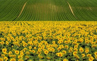 Field of sunflowers and maize, Limagne plain, Puy de Dome department, Auvergne Rhone Alpes, France, Europe