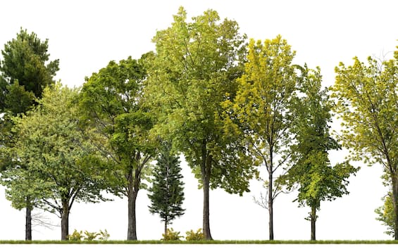 Pnrr, 300 million euros for 6 million trees.  But Italy risks losing them