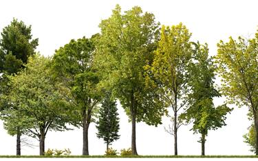 Cutout tree line. Green trees isolated on white background. Forestcape in summer. High quality clipping mask for professional composition.