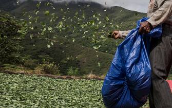 26 November 2018, Bolivia, Los Yungas: A man lays out coca leaves to dry in the community of Cruz Loma, Los Yungas. This region has the largest area of coca cultivation in the country. According to the United Nations Office on Drugs and Crime (UNODC), the area grew by six percent in 2017. In Bolivia, chewing coca leaves is a tradition and widespread and legal practice. Bolivia is the third largest coca producer worldwide after Peru and Colombia. Photo: Marcelo Perez del Carpio/dpa