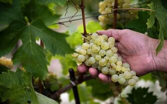 A farmer shows a Moscato grape, which is used to make Moscato wine, during the harvest in the Langhe countryside in Castiglione Tinella, near Cuneo, northwestern Italy on August 26, 2022. - The harvest began three weeks early due to the drought and heatwave conditions with temperatures around 40 degrees Celsius, the country's agri-food agency Coldiretti is anticipating a 10 percent fall in production volume. (Photo by MARCO BERTORELLO / AFP) (Photo by MARCO BERTORELLO/AFP via Getty Images)