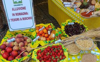 Dall'albicocca di Imola alla fragola di Romagna, dal grano Senatore Cappelli alla ciliegia di Cesena fino al maiale mora romagnola, l'alluvione che ha colpito il territorio romagnolo mette a rischio anche la biodiversità, con intere produzioni che sono state cancellate dopo che gli agricoltori erano riusciti in questi anni a salvarle dall'estinzione. È l'allarme lanciato dalla Coldiretti in occasione della Giornata Mondiale della Biodiversità, che si celebra il 22 maggio. A Palazzo Rospigliosi a Roma, nella sede di Coldiretti, sono stati portati i prodotti simboli dell'agricoltura romagnola dove l'alluvione ha devastato oltre 5mila aziende agricole e allevamenti in una delle aree più agricole del Paese con una produzione lorda vendibile di circa 1,5 miliardi di euro, 22 maggio 2023.
ANSA/ US/ COLDIRETTI
+++ ANSA PROVIDES ACCESS TO THIS HANDOUT PHOTO TO BE USED SOLELY TO ILLUSTRATE NEWS REPORTING OR COMMENTARY ON THE FACTS OR EVENTS DEPICTED IN THIS IMAGE; NO ARCHIVING; NO LICENSING +++ NPK +++