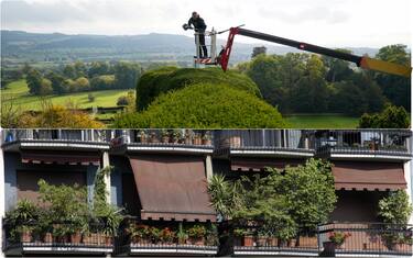 collage: potatura di una siepe e balconi con piante 