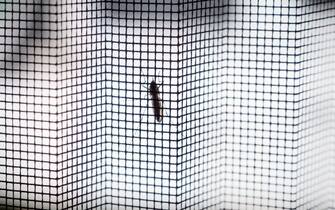 Close-up of a mosquito sitting on the outside a mosquito net