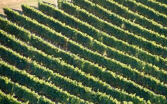 Vineyard in umbria italy