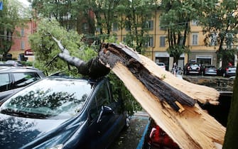 Un albero caduto su alcune auto in sosta a causa del violento nubifragio con grandine che si è abbattuto su Modena, 22 giugno 2019.
ANSA/ELISABETTA BARACCHI