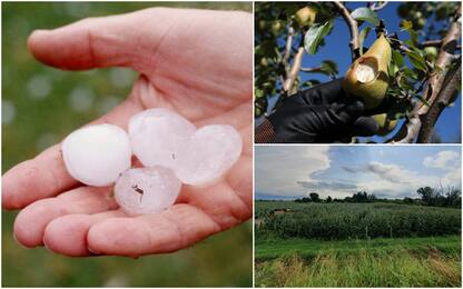 Caldo, frutta e verdura "bruciate". La grandine devasta i raccolti