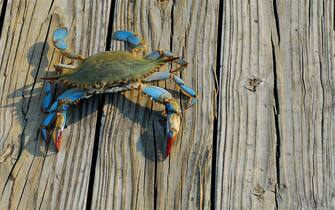 A female Maryland Blue Crab from the Chesapeake Bay walks along a pier after being caught by a fisherman in the late afternoon.
