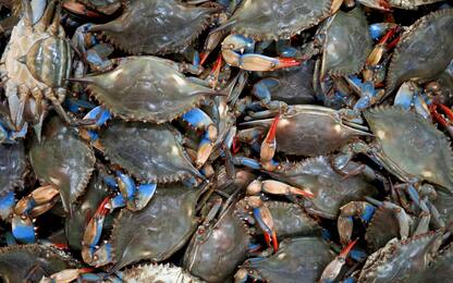 Granchio blu, perso il 50% di vongole e cozze: danno da 100 milioni
