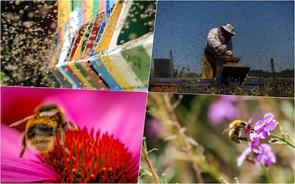 Giornata mondiale api, in Italia l’impollinazione vale circa 3 mld