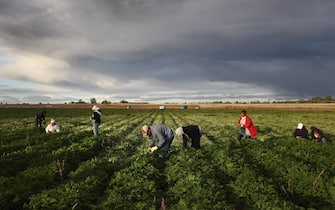 WELLINGTON, CO - OCTOBER 11:  Mexican migrant workers harvest organic parsley at Grant Family Farms on October 11, 2011 in Wellington, Colorado. Although demand for the farm's organic produce is high, Andy Grant said that his migrant labor force, mostly from Mexico, is sharply down this year and that he'll be unable to harvest up to a third of his fall crops, leaving vegetables in the fields to rot. He said that stricter U.S. immigration policies nationwide have created a "climate of fear" in the immigrant community and many workers have either gone back to Mexico or have been deported. Although Grant requires proof of legal immigration status from his employees, undocumented migrant workers frequently obtain falsified permits in order to work throughout the U.S. Many farmers nationwide say they have found it nearly impossible to hire American citizens for seasonal labor-intensive farm work.  (Photo by John Moore/Getty Images)