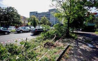 Caos maltempo, albero caduto in piazzale Accursio a Milano, 25 luglio 2023.ANSA/MOURAD BALTI TOUATI

