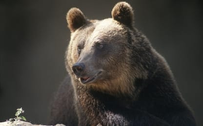 L'orso Juan Carrito torna a Roccaraso, ha lasciato i boschi dopo 18 gg