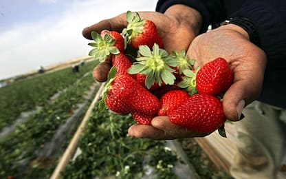 Agricoltura: in arrivo 150 mila lavoratori stranieri stagionali