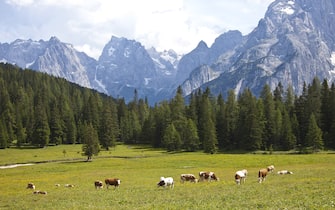 120195488 CORTINA D'AMPEZZO, ITALY - JULY 04: Landscape around Lake of Misurina with the Tre Cime di Lavaredo rock formation, cows on July 04, 2011 in Cortina D'Ampezzo, Dolomites, Italy.The area belongs to the UNESCO World Heritage sites. Cortina is famous for skiing in winter and hiking, climbing, mountainbiking in summer. (Photo by EyesWideOpen/Getty Images)