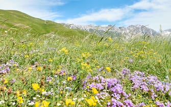 GRAN SASSO, ITALY - JUNE 12: Wild flowers at a meadow in the mountains on June 12, 2019 in Gran Sasso d'Italia, Italy. (Photo by EyesWideOpen/Getty Images)