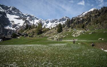 10.05.2014 Otro, Val Sesia (IT). Traditional 'transumanza'. Every begging of summer the shepherds move all their animals to an higher stall to provide them with fresher grass