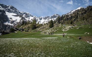 10.05.2014 Otro, Val Sesia (IT). Traditional 'transumanza'. Every begging of summer the  shepherds move all their animals to an higher stall to provide them with fresher grass