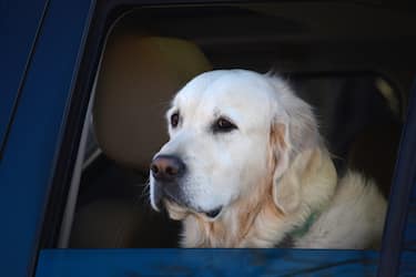 SANTA FE, NEW MEXICO - DECEMBER 28, 2017: A Labrador Retriever waits in the car while its owner visits a shop in Santa Fe, New Mexico. (Photo by Robert Alexander/Getty Images)