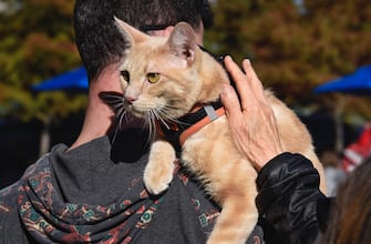 SAN ANTONIO, TEXAS - DECEMBER 9, 2018:  A woman pets a cat riding on his owner's shoulder in a park in San Antonio, Texas. (Photo by Robert Alexander/Getty Images)