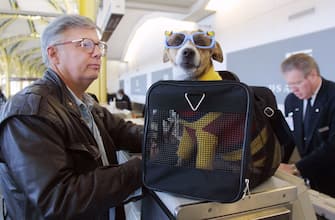 399830 01: F. Andy Messing Jr. Checks In At An Airline Counter With His Pet "Dick The Dog" For A Flight To St. Petersburg, Florida January 18, 2002 At Washington Dc's Reagan National Airport. A New Law Went Into Effect January 18 Requiring Airlines To Check For Explosives, Either By Machine, Hand Or Bomb-Sniffing Dog Or By Matching Each Piece Of Luggage To A Passenger On Board.  (Photo By Manny Ceneta/Getty Images)