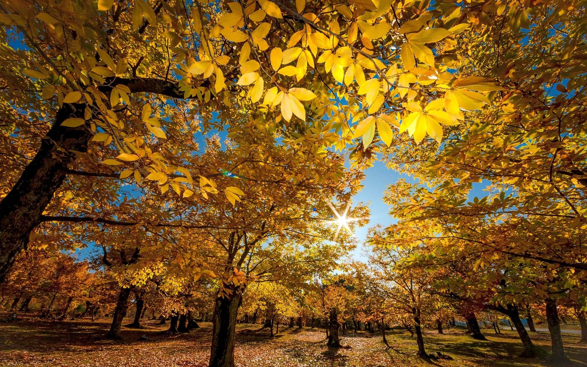 On September 22, goodbye summer: it is the day of the autumn equinox