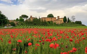 Grain and poppies fields in Lucignano d'arbia, tuscany, Italy