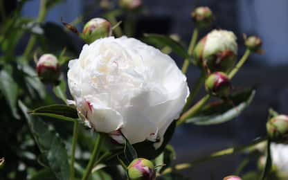 Piante da giardino con fiori bianchi, le 10 varietà più belle