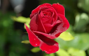 rose rosse cover