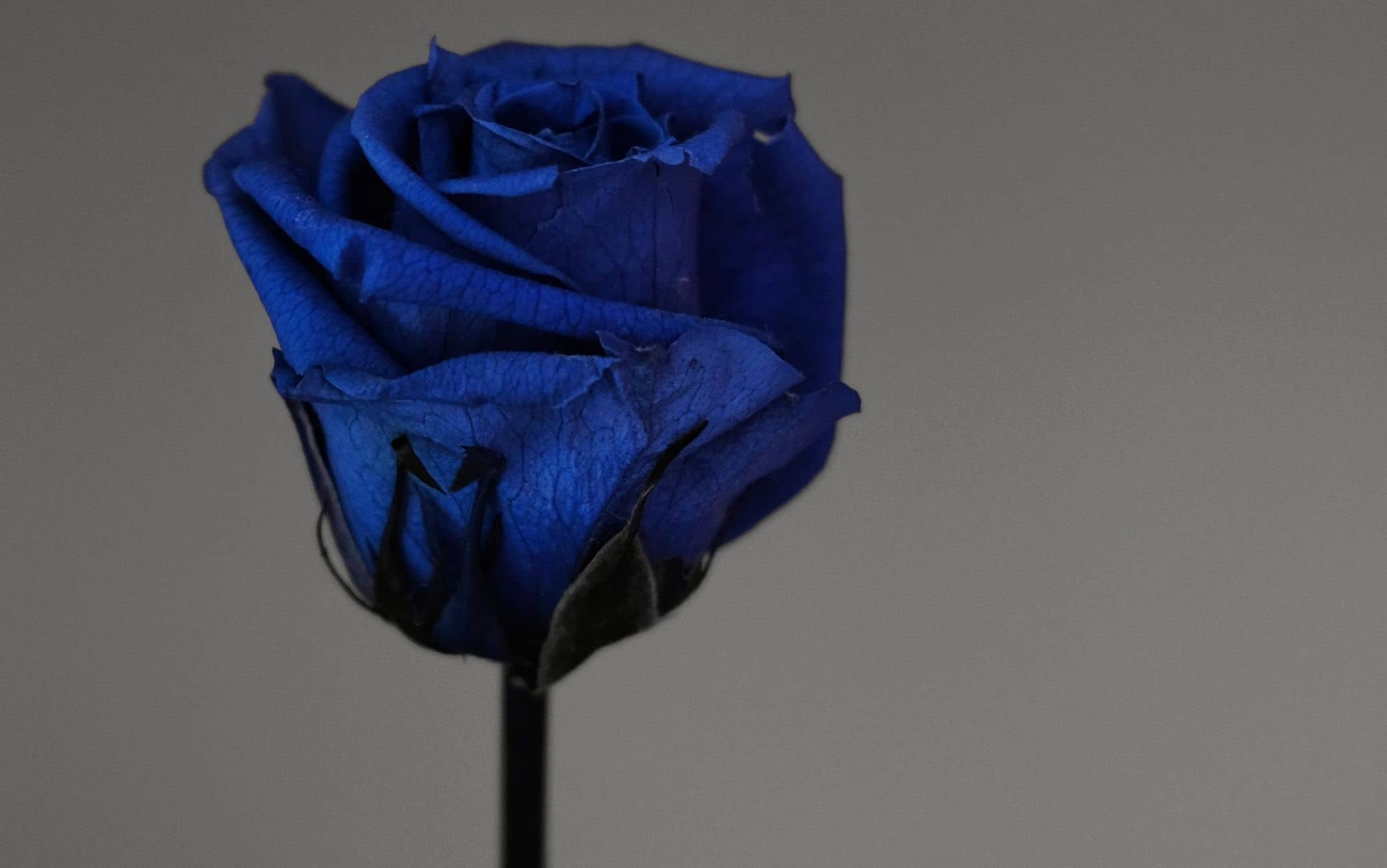 Rosa Blu stabilizzata La Rosa eterna che non muore mai 