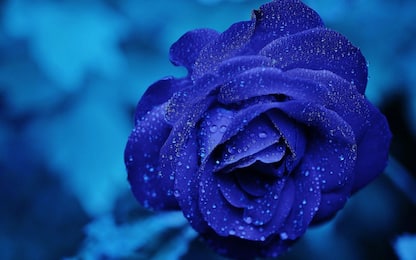 Rose blu, ecco il loro significato