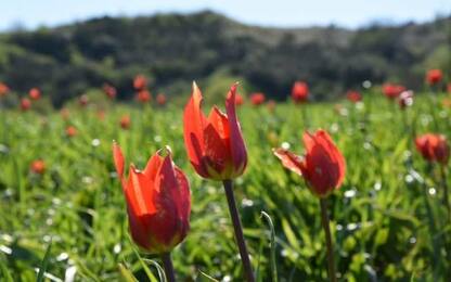 Tulipanomania, le fioriture più belle lungo lo Stivale. FOTO