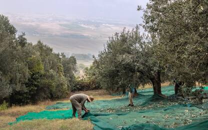 Maltempo, Coldiretti: "Sos sulla raccolta delle olive"