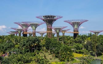 SINGAPORE - JULY 29: The landmark Supertrees at the Gardens by the Bay on 29 July 2017, in Singapore, Singapore. (Photo by studioEAST/Getty Images)