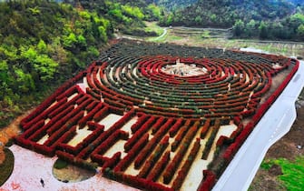BIJIE, CHINA - APRIL 01: Aerial view of a maze pattern formed by azaleas at a scenic area on April 1, 2018 in Bijie, Guizhou Province of China. (Photo by Visual China Group via Getty Images/Visual China Group via Getty Images)
