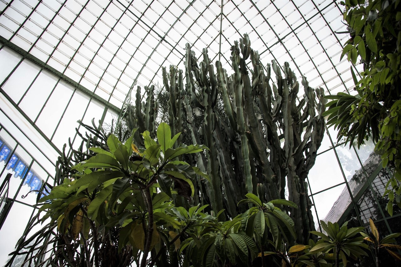 Esemplare di Euphorbia abyssinica (Africa) presso la Serra Monumentale orto botanico