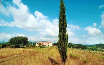 La campagna di Suvereto, in Toscana