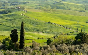 500551548 ITALY - 2015/05/04: View of the Val d'Orcia near Pienza in Tuscany, Italy with Italian cypress trees (Cupressus sempervirens) and gravel road going to a farm house. (Photo by Wolfgang Kaehler/LightRocket via Getty Images)