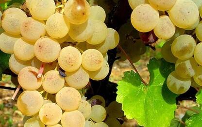 Il Vermentino più buono d'Italia: il vincitore del concorso nazionale