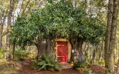 Bearbnb, la casa nell'albero di Winnie the Pooh di Airbnb. VIDEO