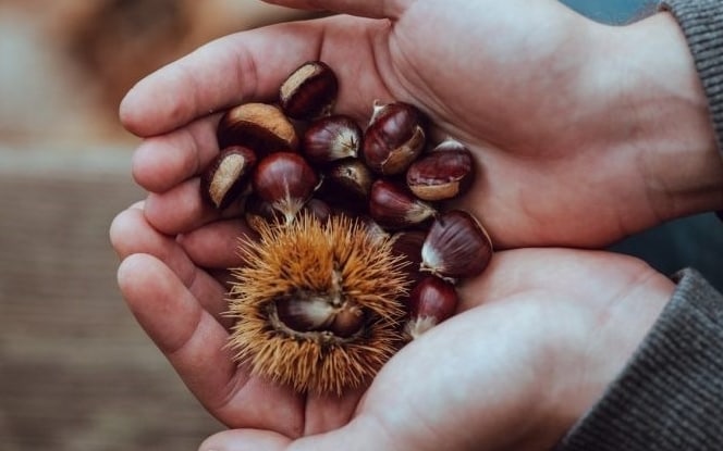 Raccolta Castagne Luoghi E Sagre Dove Trovare Marroni E Caldarroste Piu Buoni D Italia Sky Tg24