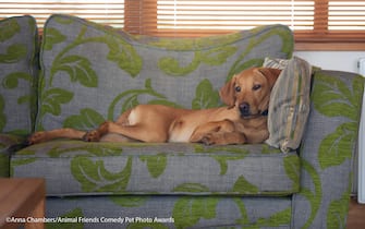 The Comedy Pet Photography Awards 2021
Anna Chambers
Penrith
United Kingdom
Title: Paint me like one of your French girls!
Description: Paddy, who is not allowed on the sofa but thinks he is. Does he care? nope :\
Animal: Vizslador
Location of shot: Cumbria, England