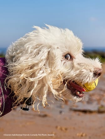 The Comedy Pet Photography Awards 2021
Darren Hall
Newcastle Upon Tyne
United Kingdom
Title: Never ending Poodle
Description: This is Ted the Poodle. I'm pretty sure he has never seen the film but the amount of people who comment that he looks like Falkor from Never ending story would suggest he may be a fan.
Animal: Ted the Poodle
Location of shot: Whitley Bay