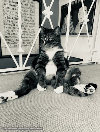 The Comedy Pet Photography Awards 2021
Lucy Slater
Berkeley
United States
Title: So what?
Description: This is how I like to sit.
Animal: Vincent the cat
Location of shot: San Diego