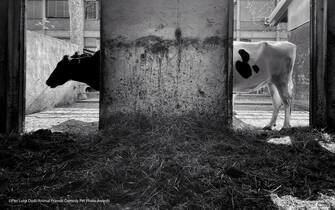 La foto di Pier Luigi Dodi finalista all'Animal Friends Comedy Pet Photo Awards