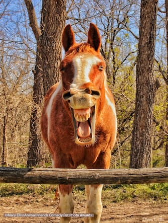 The Comedy Pet Photography Awards 2021
mary ellis
omaha
United States
Title: I said "Good Morning"
Description: I like to visit the stable horses before I begin my hike at the State Park...this is the reply I received when I said Good Morning!
Animal: Stable Horse
Location of shot: Platte River State Park, Nebraska
